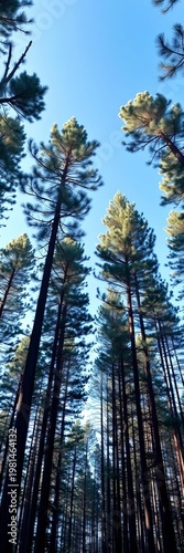 Dense pine forest with straight, tall trunks reaching towards a clear blue sky, evoking a sense of peace,  evergreen,  straight
