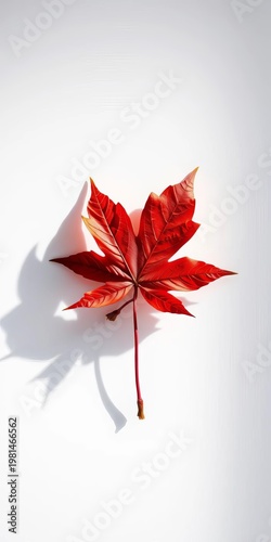 Crimson maple leaf ablaze against stark white, a geometric heart of the north ,  eye level,  abstract