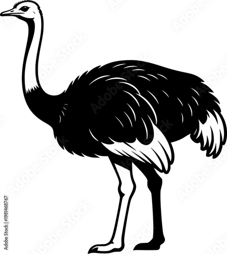 ostrich vector illustration