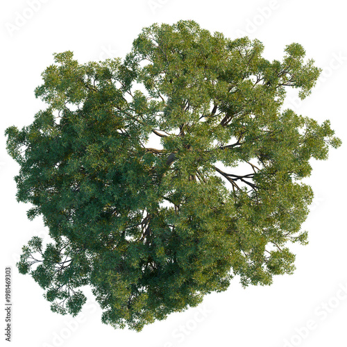 Fotografie Spreading canopy of a mature Quercus ilex (Holm Oak) tree from an aerial perspective, isolated on black background for site plan design
