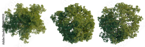 Canvas Print Aerial perspective of three Holm Oak (Quercus ilex) trees with different foliage densities, isolated on black background for landscape design
