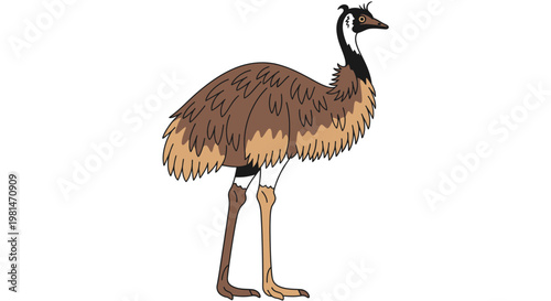 Full Body Emu Standing Vector Illustration Australian Flightless Bird Wildlife Character isolated