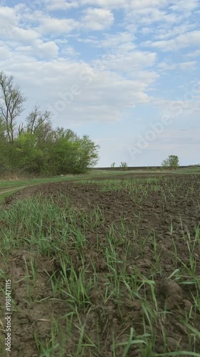 A view of a farm field. The wind rustles the budding green grass.