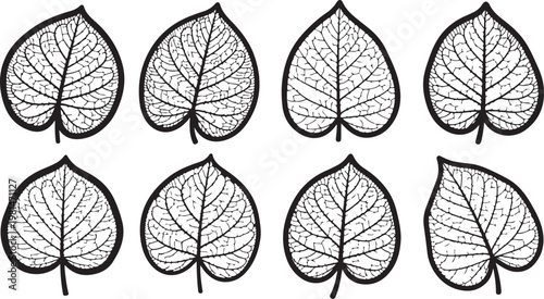 Symmetrical leaf shapes with vein patterns and directional arrows Vector