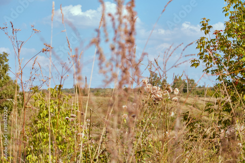 View of autumn landscape with power line and green trees through blurred dry grass stalks in foreground.
