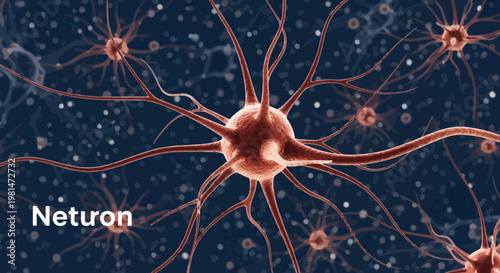 A detailed illustration of a neuron cell with multiple extensions on a dark blue background