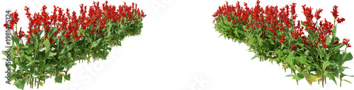 Flowers and shrubs in the garden on a transparent background.