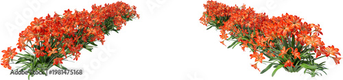 Flowers and shrubs in the garden on a transparent background.