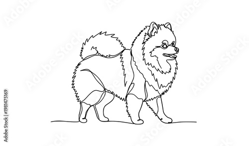 Continuous line Pomeranian German Spitz dog vector with fluffy walking pose contour drawing isolated on white