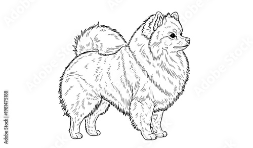 Pomeranian German Spitz dog contour line vector illustration with fluffy standing profile isolated on white background
