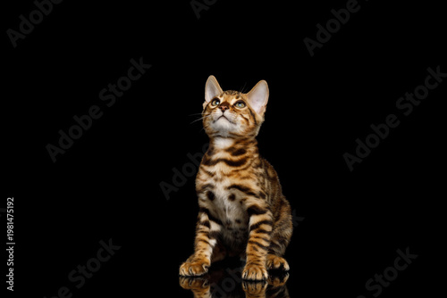 Cute purebred bengal cat sitting and staring upwards with curiosity on isolated black background