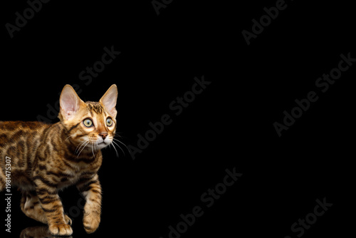 Bengal kitten half visible peeking and looking forward with curiosity on isolated black background