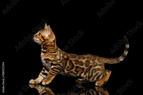 Young bengal cat walking and stretching forward while exploring dark studio space on isolated black background