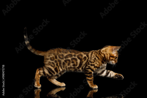 Young spotted cat in hunting pose sneaking and walking low to the ground on isolated black background
