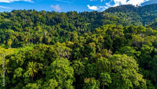 Dense green forest and mountain landscape