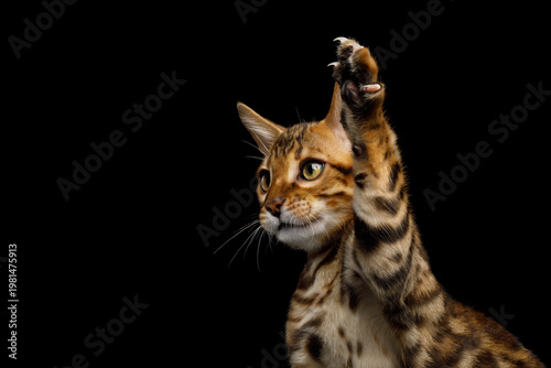 Young bengal cat hunting and raising its front paw to catch something in the air