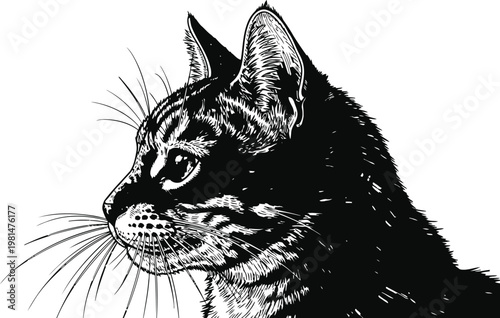 A curious tabby cat looking down with detailed fur texture in a classic engraving style