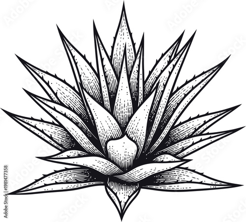 Schilderij op canvas Agave plant silhouette with sharp pointed leaves in a stylized engraving style f