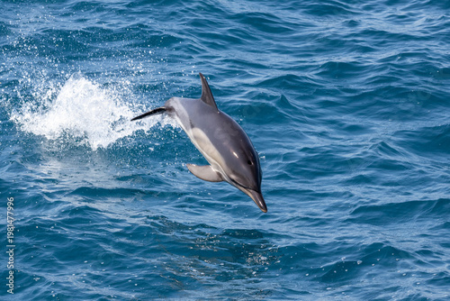 Dolphin jumping over the waves in black sea.