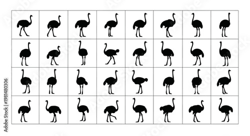 Collection of black ostrich silhouettes in various poses on white background for design use