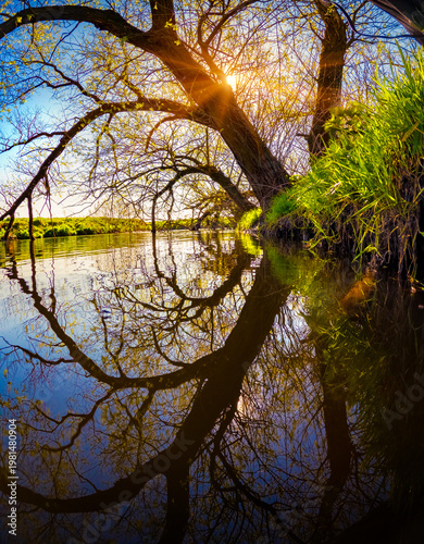 Old willow tree on the shore of Strypa river, Ukraine, Europe. Unbelievable spring scene of green meadow. Beauty of nature concept background.