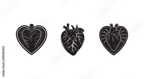 Black and white anatomical heart illustrations in different views and styles  human organ  medical  health