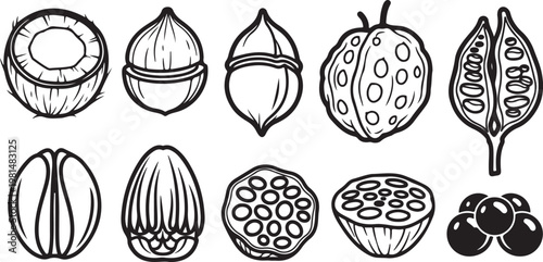 Various types of fruit and vegetable illustrations with cross-sections Vector