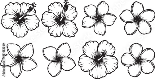 Various daisy flowers with detailed petal and center patterns Vector