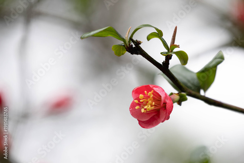 Delicate Pink Japanese Quince Blossoms on Branch