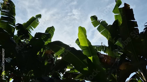 Green banana leaves with bright sky and sunlight background