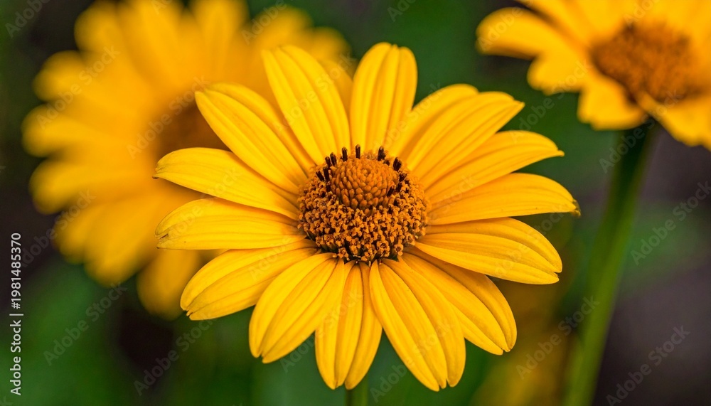 Obraz premium Vibrant Yellow Flowers in Full Bloom Closeup.