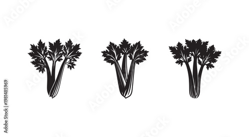 Blackandwhite illustrations of celery stalks with leaves on white background for food and vegetable design
