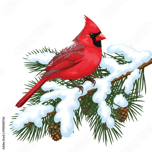 Festive Red Cardinal Bird Resting on Snow Covered Pine Branch