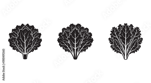 Three black silhouettes of leafy green vegetables with white veins on white background  broccoli  cauliflower  kale