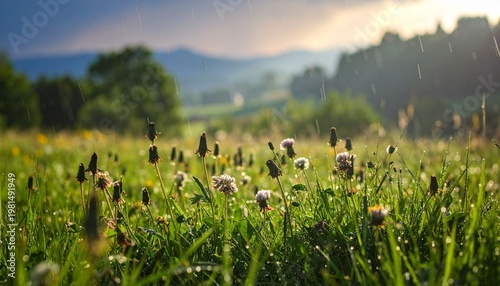 Green meadow with flowers and sunlight