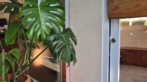 Monstera leaf at coffee shop's corner