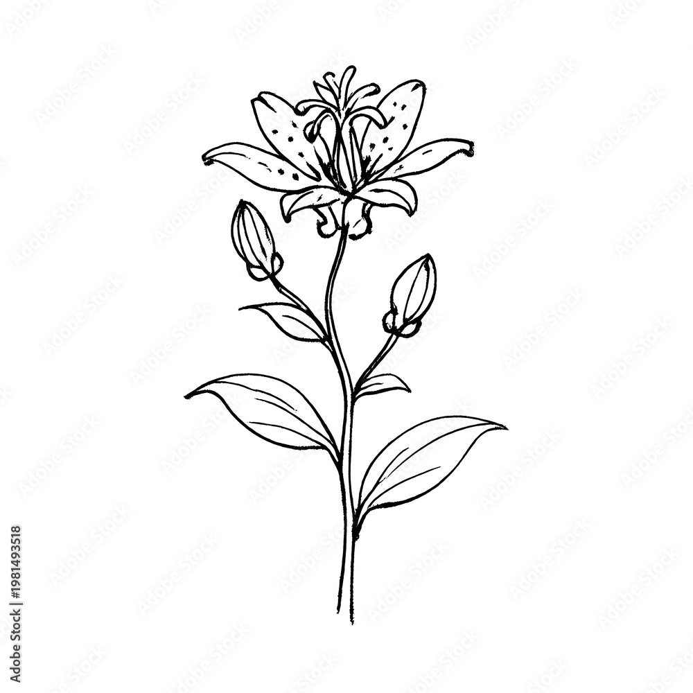 Fototapeta premium PNG Elegant lily sketch illustration