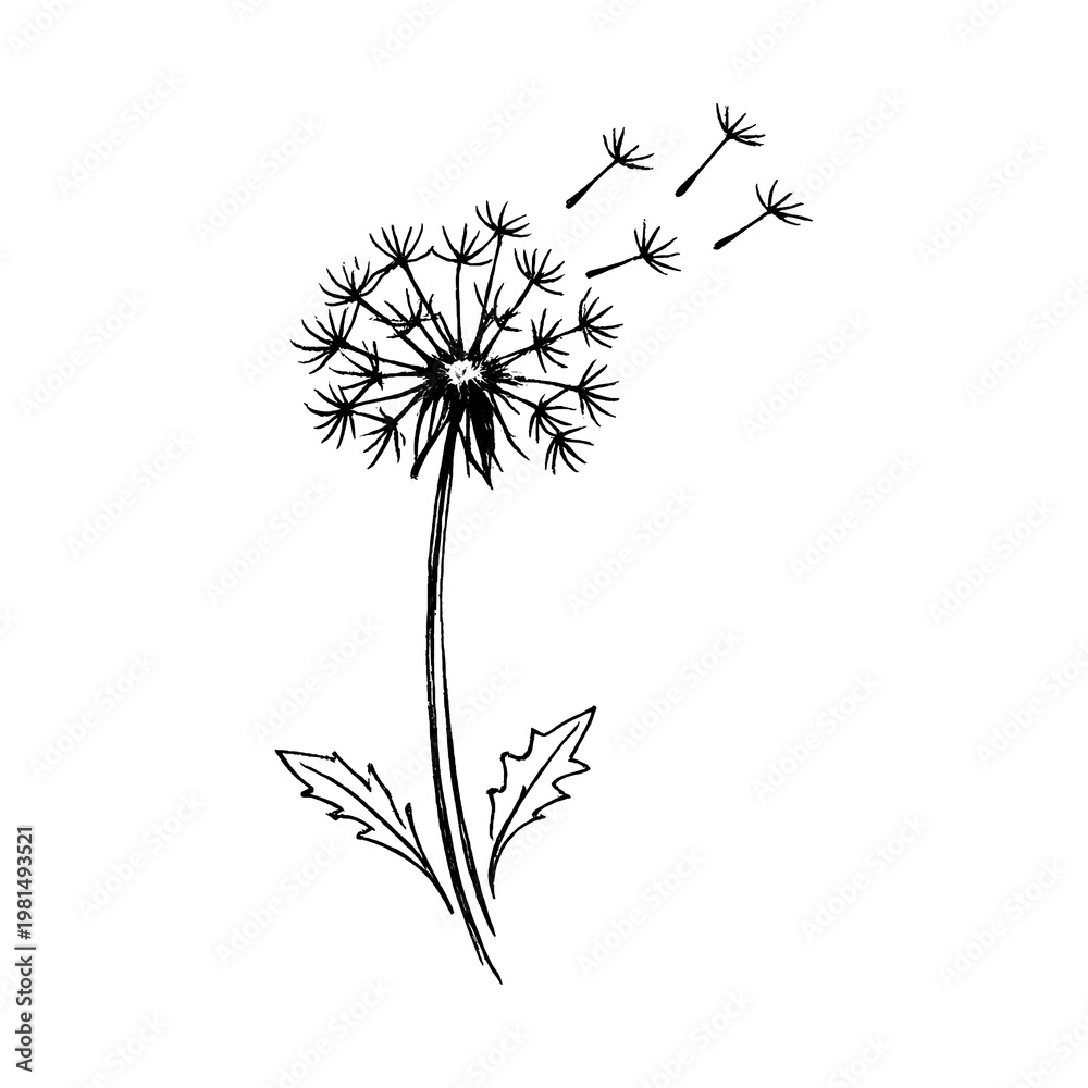 Fototapeta premium PNG Minimalist dandelion sketch art