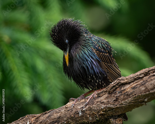 Stunning close-up of a European starling with its head bowed, showcasing vibrant iridescent feathers with green, blue and purple hues. Set against a soft green background, this image captures both the