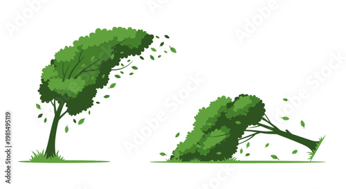 Tree bending in strong wind, then falling over, illustrating storm damage and nature's power