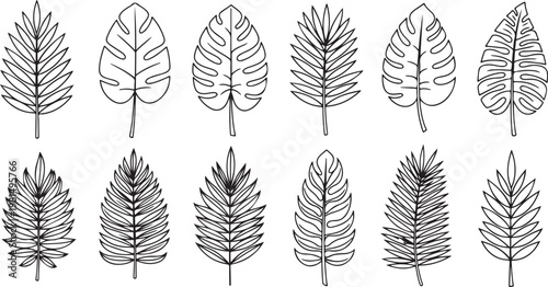 Black and white line drawings of various types of leaves with detailed veins Vector