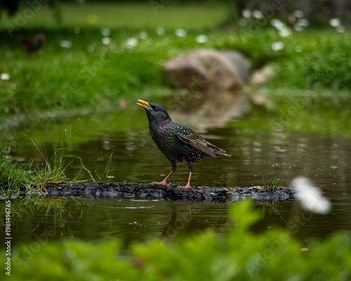 Vibrant European starling with iridescent feathers and open beak, captured mid-call while standing on a wet log near a reflective pond. The sharp detail and natural green background make this image