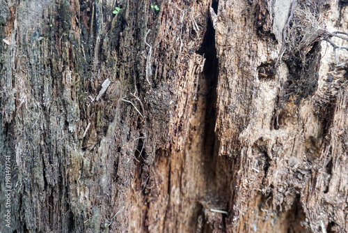 Tableau sur toile The texture of weathered and decayed wood shows broken wood fibers, small holes caused by insects or natural weathering, a rough surface that emphasizes an organic impression, and damage