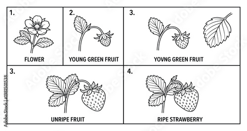 Stages of strawberry growth from flower to ripe fruit illustrated on transparent background