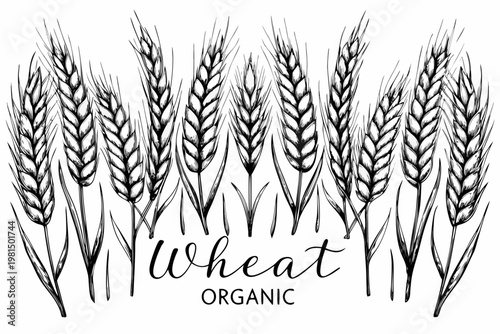 Detailed illustration of organic wheat stalks and grains in black and white