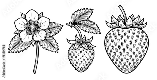 Strawberry flower green berry and ripe fruit botanical illustration