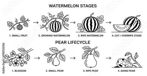 Watermelon and pear growth stages from blossom to ripe and decaying fruit outlined
