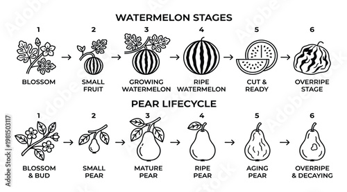 Watermelon and pear lifecycle stages illustrated from blossom to overripe fruit