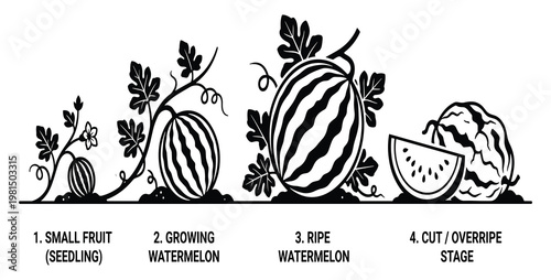 Watermelon development stages from seedling to ripe fruit and overripe cut slice