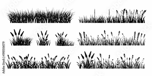 Valokuva Collection of black and white illustrations depicting various grasses and wildfl